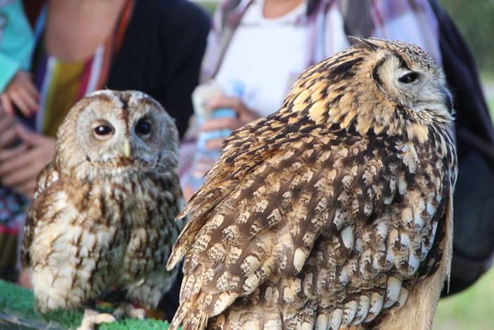 2016 bidea 50 1471776101214