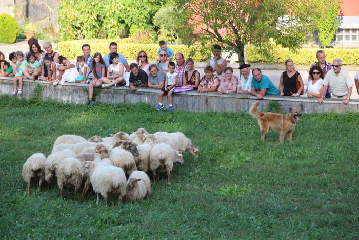 Artzaina eta txakurraren artea Amezketan 23 1472322440226