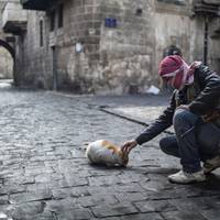 Aleppo Beldurraren frontea, erakusketa