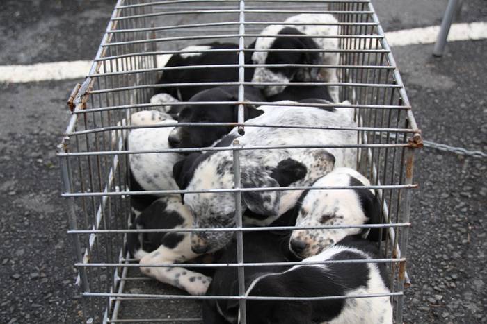 Aralarko larre irekiera 7 1462122123426