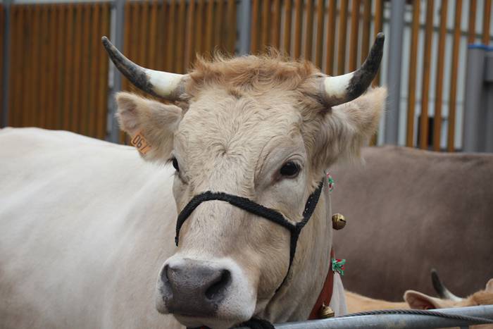 Abeltzain eta artisauen azoka hernialden 1 1462708877002