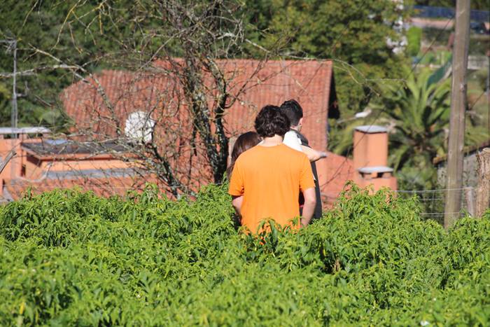 Ibarrako piperrak biltzen 20 20 1506520955797