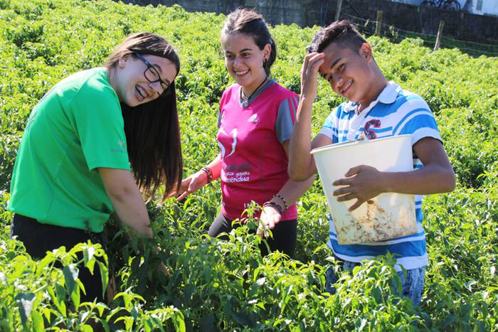 Ibarrako piperrak biltzen 20 38 1506521098732