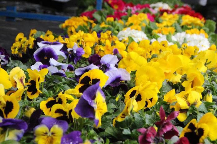 Zuhaitz Azoka Tolosan 2016 37 1456601480376