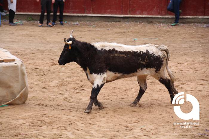 Zezenak adarrak okerrak ditu 83 1488277634025