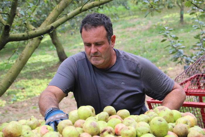 Sagarrak jasotzen. Altzo. Sa 37 1631723388920