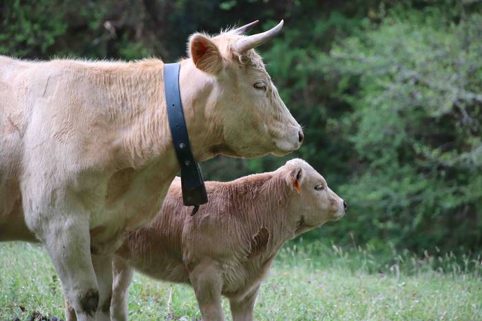 Larre irekiera festa Komizar 26 1650713604881