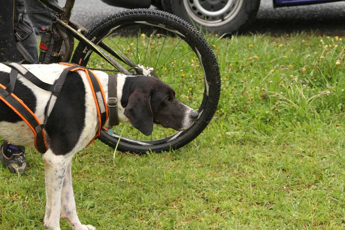 Zizurkil, txakur krosa 5 1490473832596