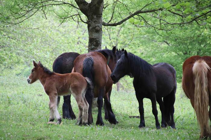 Larre irekiera festa Komizar 16 1650713600017