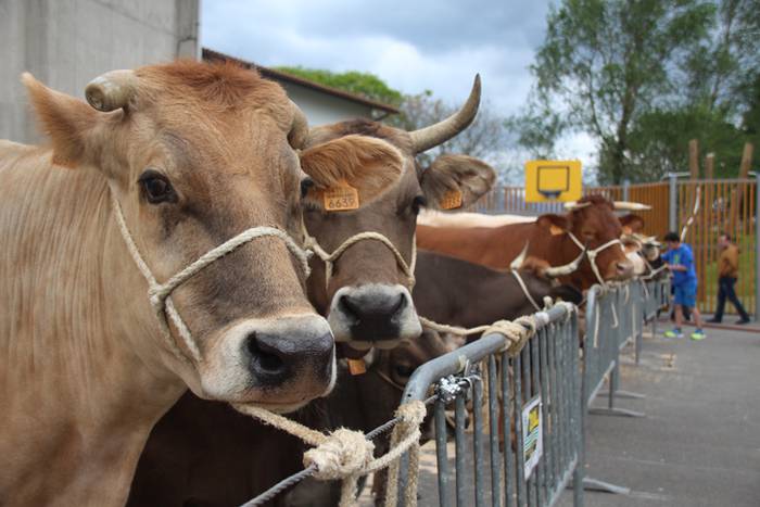 Abeltzain eta artisauen azoka hernialden 7 1462708879360