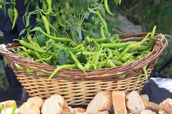 Piperraren zikloa 2015 19 1445442218453