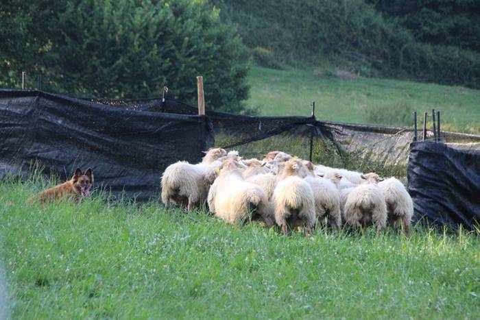 Artzaina eta txakurraren artea Amezketan 43 1472322609876