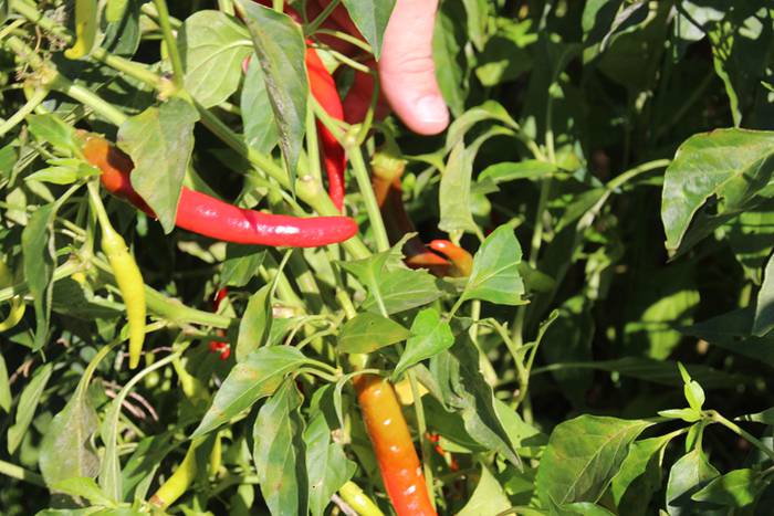 Ibarrako piperrak biltzen 20 43 1506521146276