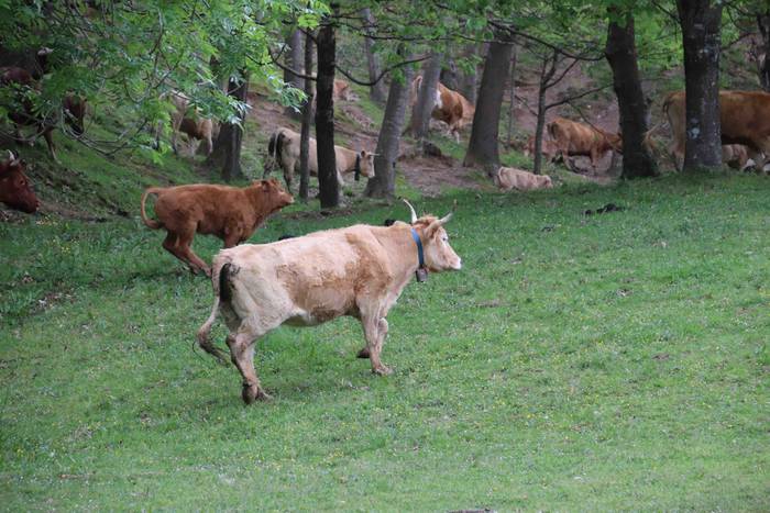 Larre irekiera festa Komizar 8 1650713596131