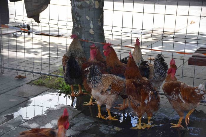 Adunako jaiak 2019. Oilasko  13 1566048058188