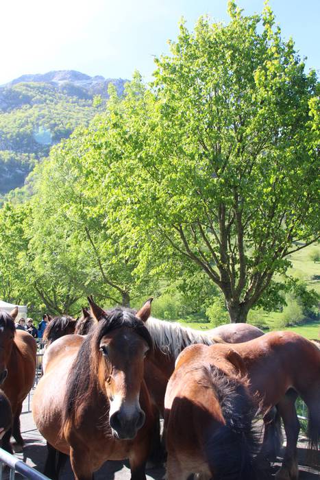 Larre irekiera Larraitzen 20 13 1493639740972