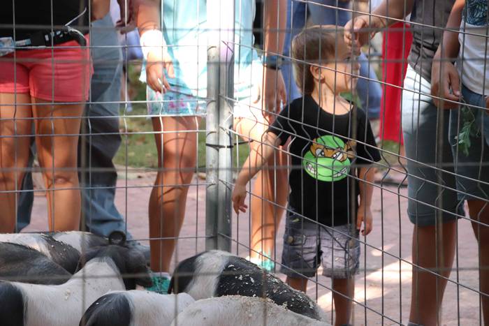 "Ibarra, Azoka eta Piparra" 26 1537102774377