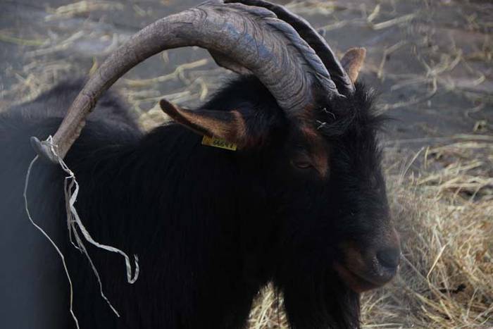 Tolosako Gabonetako azoka be 101 1514054528654