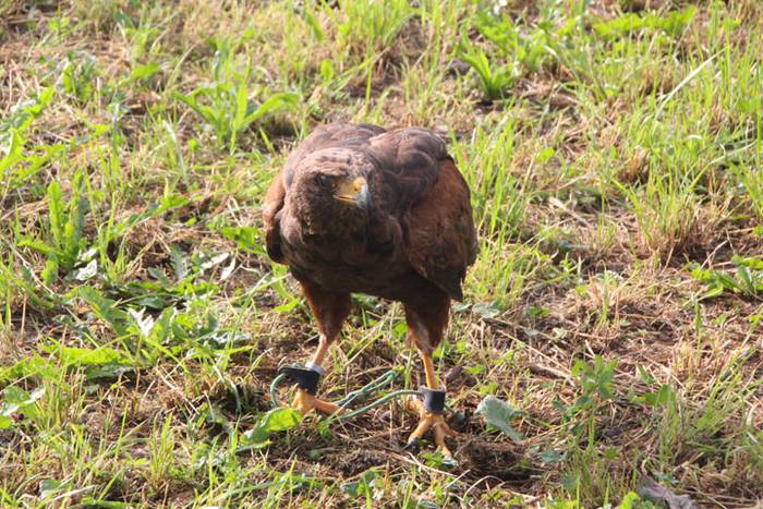 2016 bidea 32 1471775973042