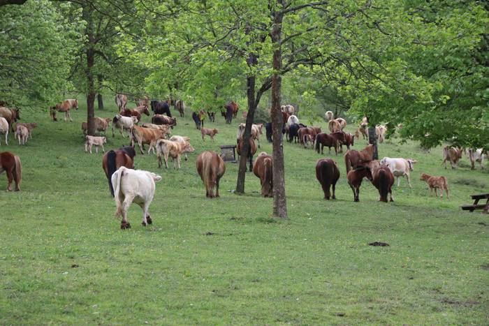 Larre irekiera festa Komizar 11 1650713597463