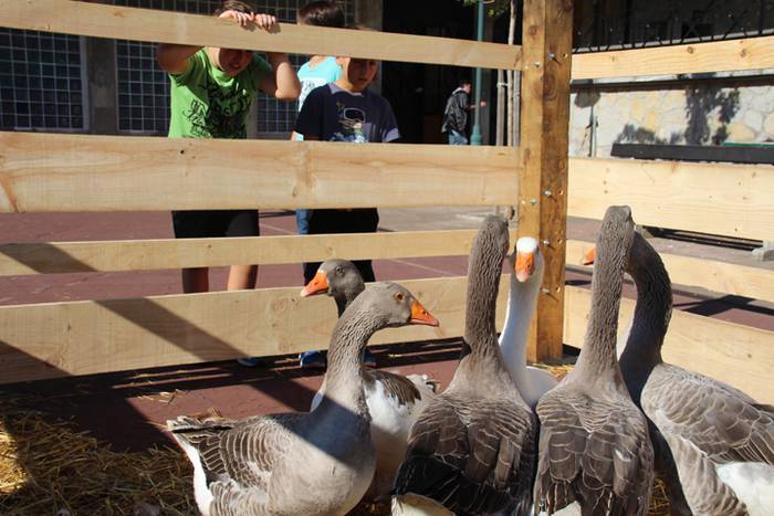 Euskal jaia eguna Anoetan 14 1476015423286