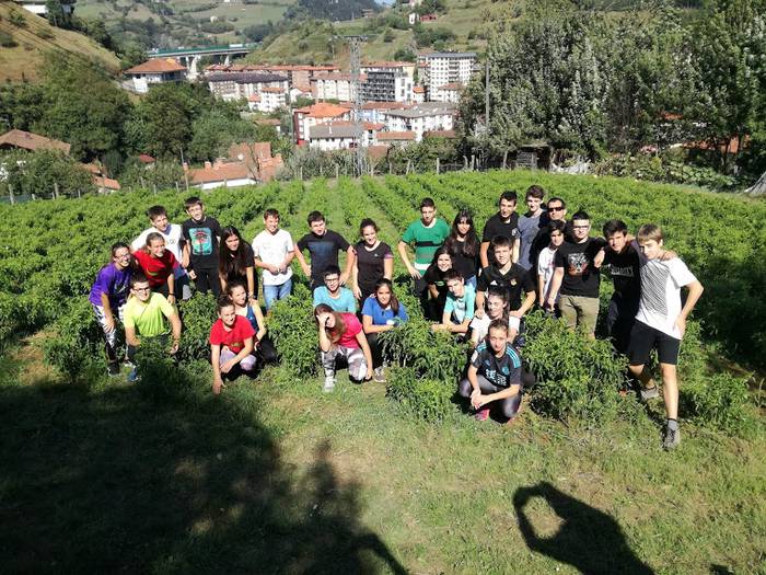 Ibarrako piperrak biltzen ar 6 1538055385332