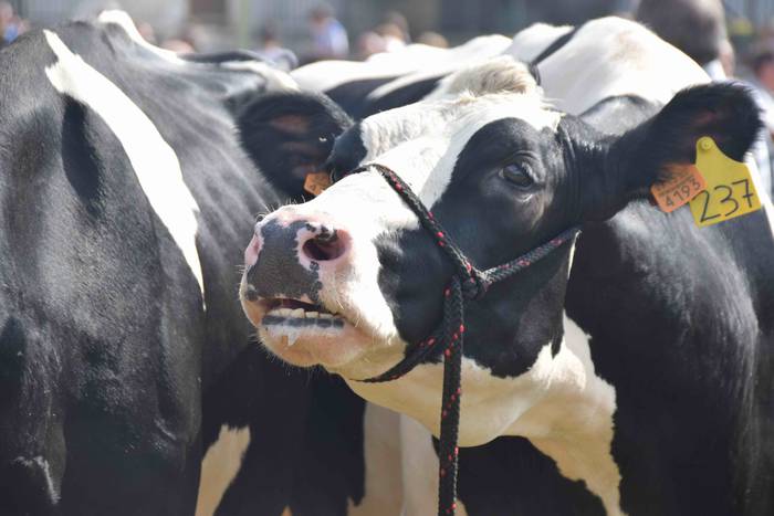 Jendetza mugitzen duen eguna 11 1538312967848