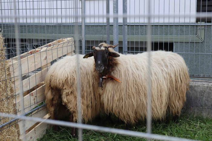 Udaberriko azokak girotu du  25 1653218808094