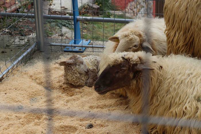 Herriko abereek eta inguruko 36 1667129844080