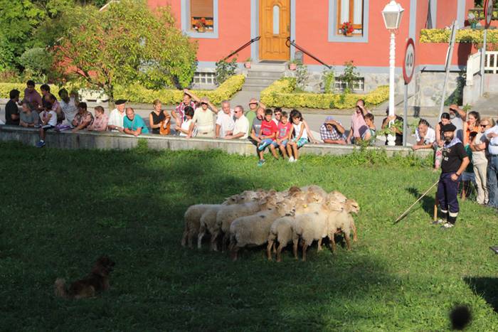 Artzaina eta txakurraren artea Amezketan 9 1472322323681