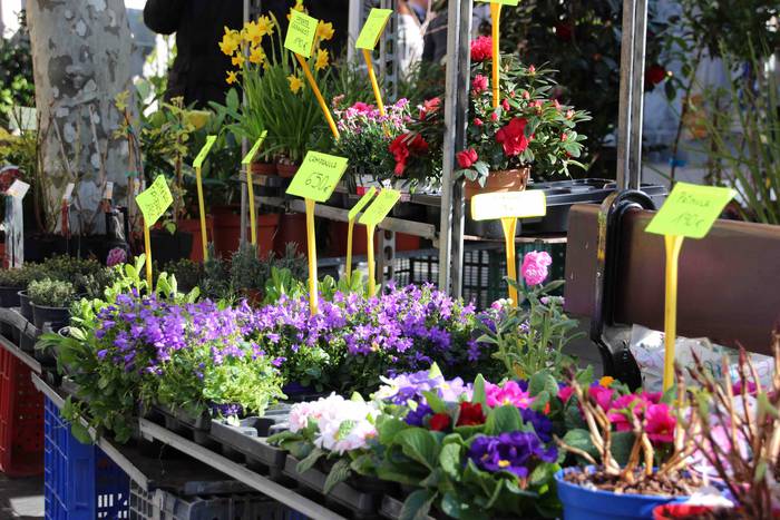 Tolosako Lore eta Landare Az 24 1549717210632