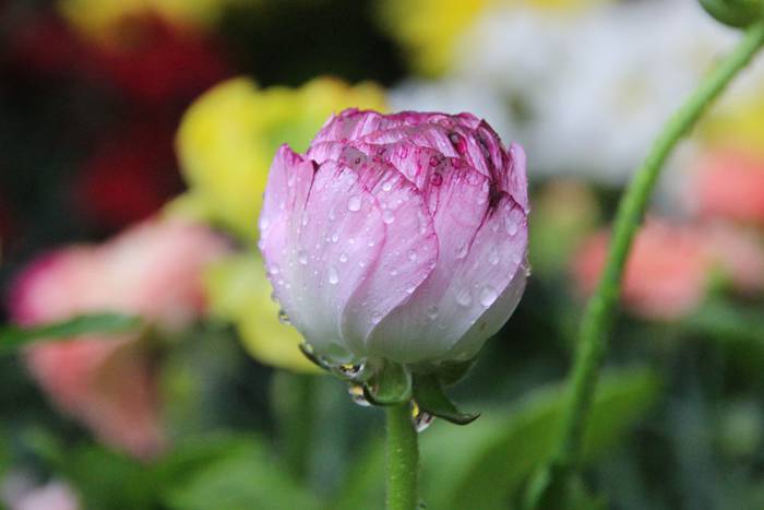 Zuhaitz Azoka Tolosan 2016 32 1456601478308