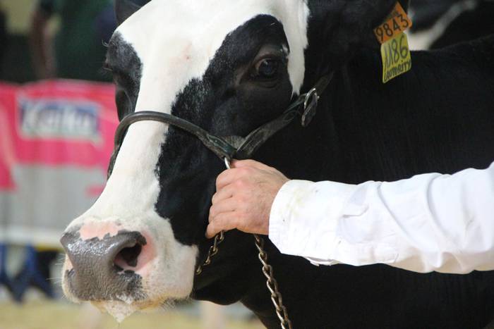 Frisoi Txapelketa 2015 1 1447530175013