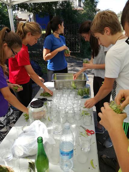 Ibarrako piperrak biltzen ar 14 1538055424965