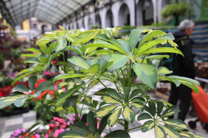 Lore eta Landare Azoka 2019 24 1558171907548