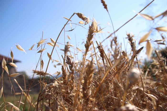 Garia bildu dute ogia egitek 98 1532423793254