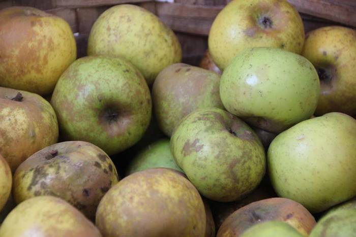 Tolosak Babarruna 16 1448111667694