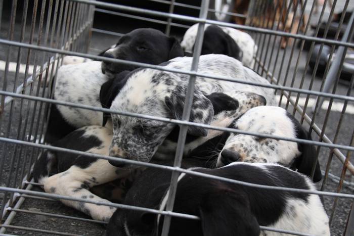 Aralarko larre irekiera 6 1462122123066