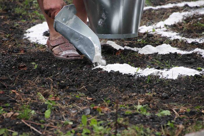 Zumetari omenaldi "intimoa"  26 1599334873381