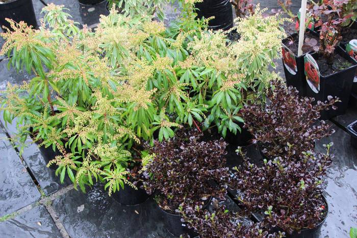 Zuhaitz Azoka Tolosan 2016 43 1456601482867