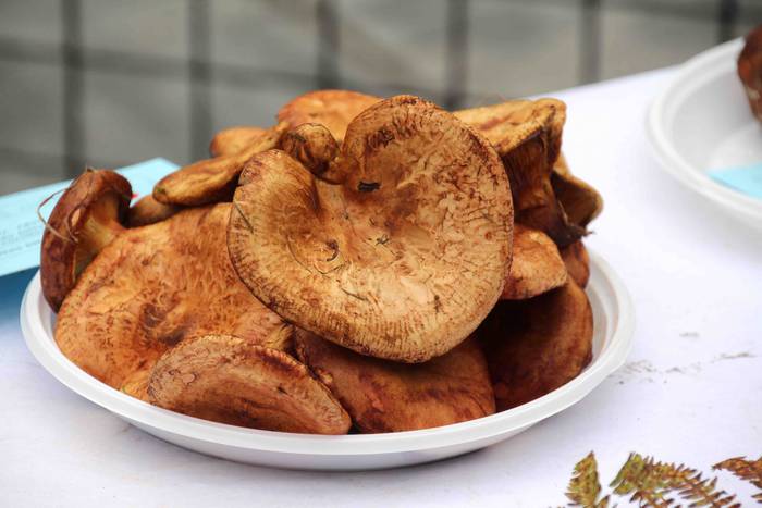 mikologika 2018 azoka pintxo 14 1540038219931