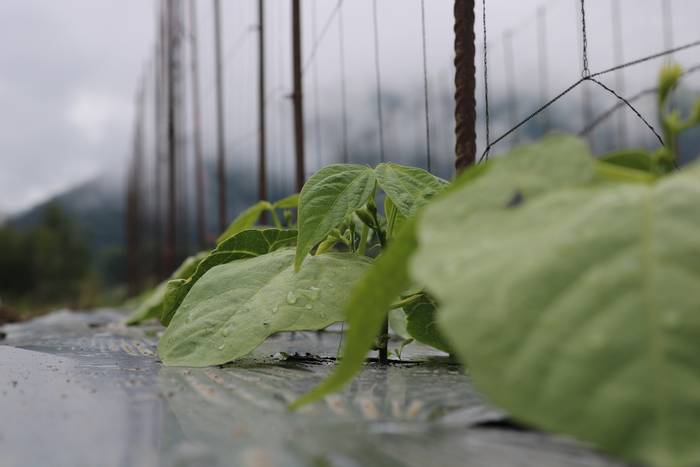 Tolosako Babarruna euripean