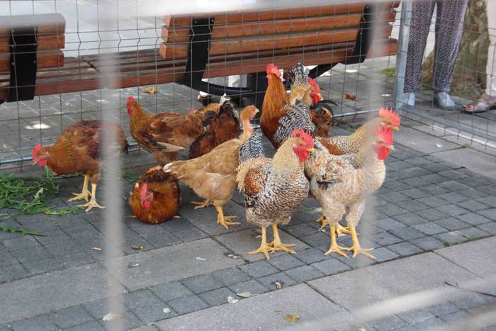 aduna txupinazoa festak 2018 45 1533990185753