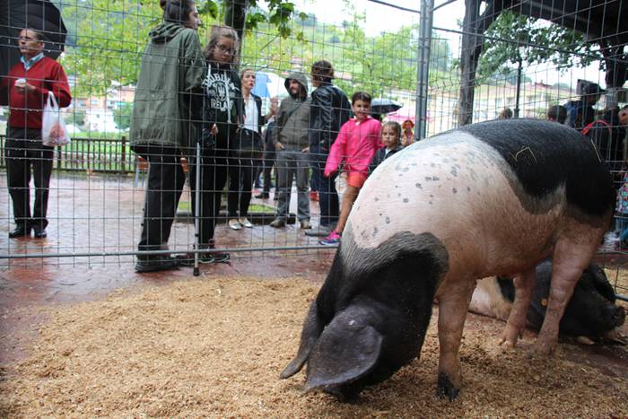 Ibarra, azoka eta piparra 64 1474219100566