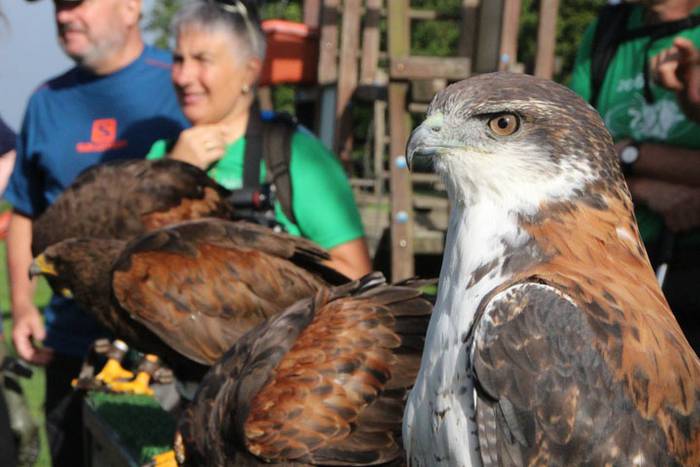 2016 bidea 52 1471776116047