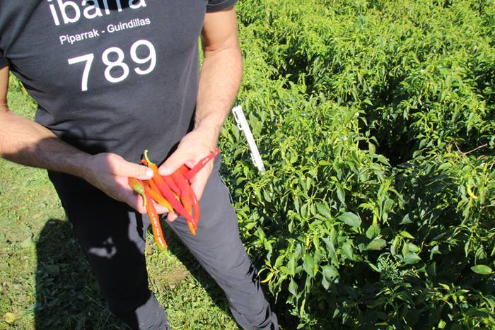 Ibarrako piperrak biltzen 20 45 1506521160462