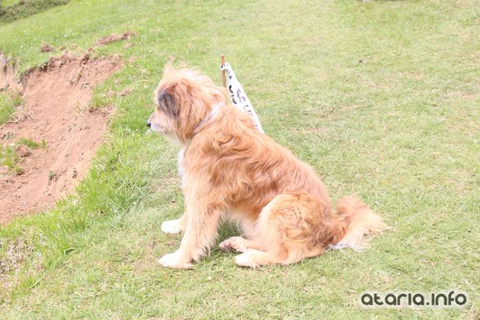 XIV Orduak Lekunberri-SanMigel-Guardetxe 126 1464533135234