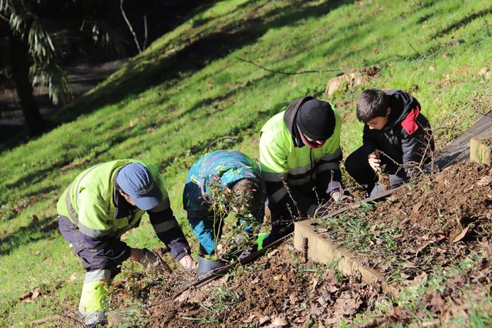 Tolosako ikasleek zuhaitzak  17 1520435523734