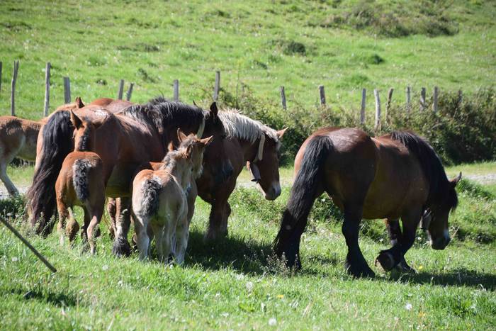 Larrerati dituzte abereak Ar 55 1556716325281