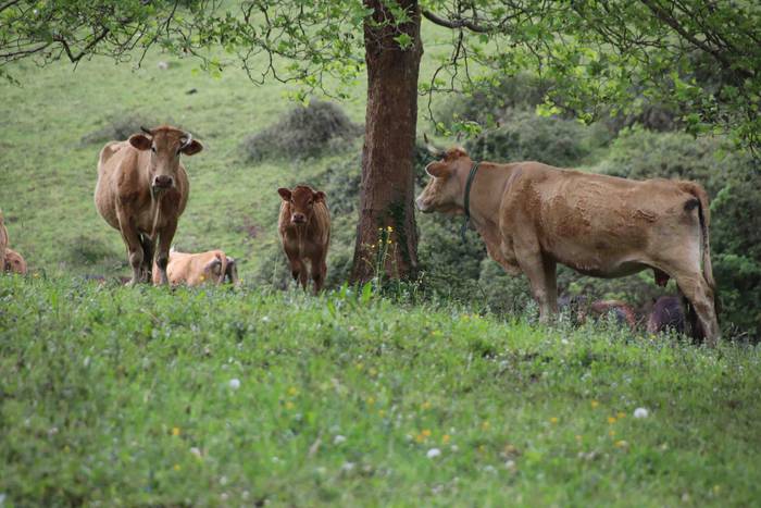 Larre irekiera festa Komizar 22 1650713602950